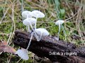 Delicatula integrella-amf1321